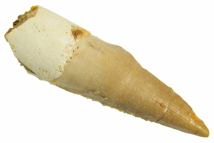 Juvenile Fossil Spinosaurus Tooth - Real Dinosaur Tooth #299124